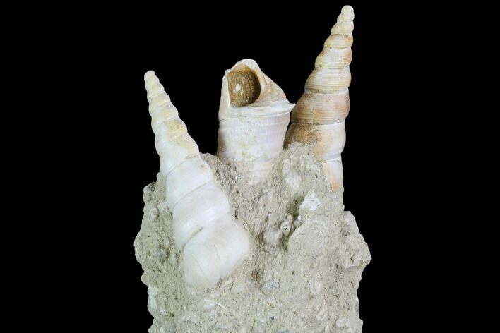 Fossil Gastropod (Haustator) Cluster - Damery, France #86577